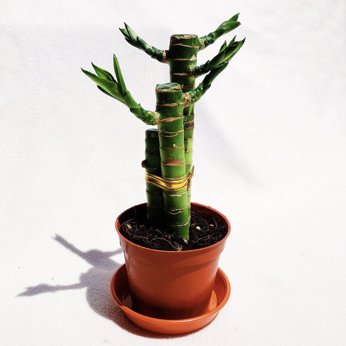 MINI LUCKY BAMBOO berrykinn