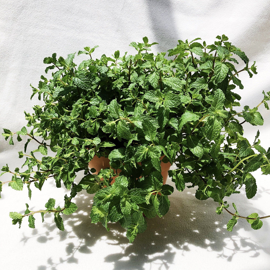 MINT berrykinn