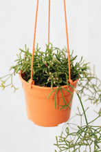 Load image into Gallery viewer, MISTLETOE CACTUS (RHIPSALIS BACCIFERA) berrykinn

