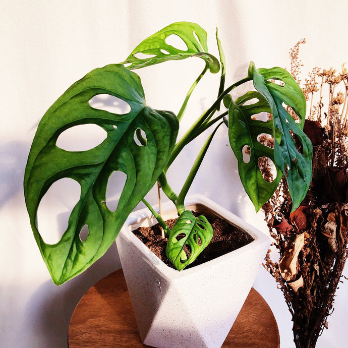 MONSTERA ADANSONII IN CERAMIC POT berrykinn