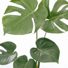 Load image into Gallery viewer, MONSTERA BORSIGIANA berrykinn
