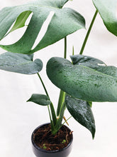Load image into Gallery viewer, MONSTERA BORSIGIANA berrykinn
