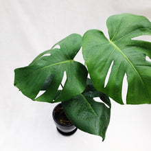 Load image into Gallery viewer, MONSTERA BORSIGIANA berrykinn
