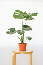Load image into Gallery viewer, MONSTERA BORSIGIANA berrykinn
