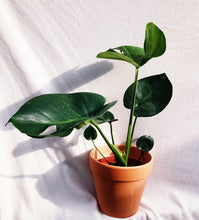 Load image into Gallery viewer, MONSTERA BORSIGIANA berrykinn
