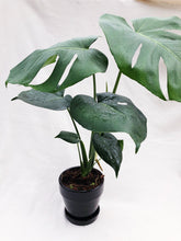 Load image into Gallery viewer, MONSTERA BORSIGIANA berrykinn
