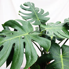Load image into Gallery viewer, MONSTERA DELICIOSA (XTRA LARGE) berrykinn
