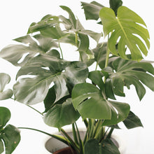 Load image into Gallery viewer, MONSTERA DELICIOSA (XTRA LARGE) berrykinn
