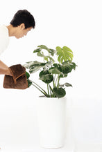 Load image into Gallery viewer, MONSTERA DELICIOSA (XTRA LARGE) berrykinn
