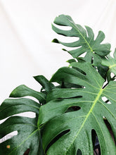 Load image into Gallery viewer, MONSTERA DELICIOSA (XTRA LARGE) berrykinn
