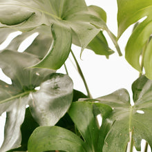 Load image into Gallery viewer, MONSTERA DELICIOSA (XTRA LARGE) berrykinn
