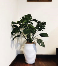 Load image into Gallery viewer, MONSTERA DELICIOSA (XTRA LARGE) berrykinn
