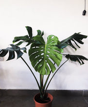 Load image into Gallery viewer, MONSTERA DELICIOSA berrykinn
