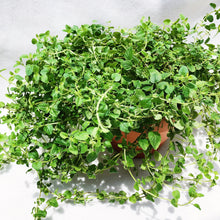 Load image into Gallery viewer, OREGANO berrykinn
