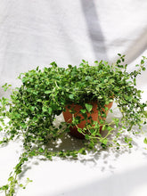 Load image into Gallery viewer, OREGANO berrykinn
