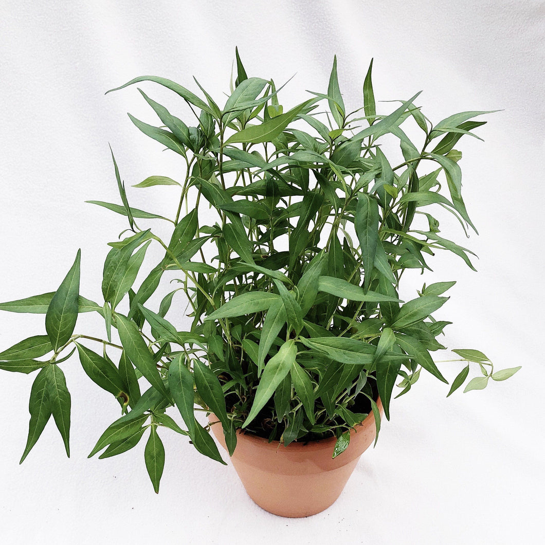 ORIENTAL LADY'S THUMB (DAUN KESUM) berrykinn