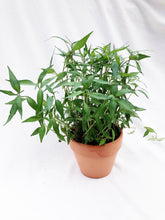 Load image into Gallery viewer, ORIENTAL LADY&#39;S THUMB (DAUN KESUM) berrykinn

