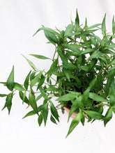 Load image into Gallery viewer, ORIENTAL LADY&#39;S THUMB (DAUN KESUM) berrykinn
