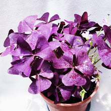 Load image into Gallery viewer, OXALIS TRIANGULARIS berrykinn

