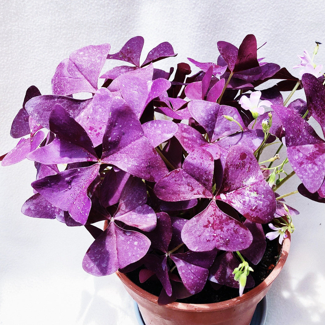 OXALIS TRIANGULARIS berrykinn