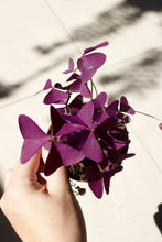 Load image into Gallery viewer, OXALIS TRIANGULARIS berrykinn
