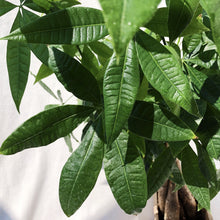 Load image into Gallery viewer, PACHIRA AQUATICA berrykinn
