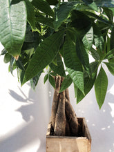 Load image into Gallery viewer, PACHIRA AQUATICA berrykinn
