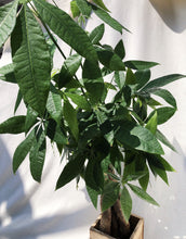 Load image into Gallery viewer, PACHIRA AQUATICA berrykinn
