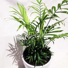 Load image into Gallery viewer, PARLOR PALM berrykinn
