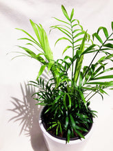 Load image into Gallery viewer, PARLOR PALM berrykinn

