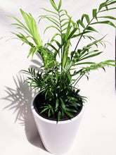Load image into Gallery viewer, PARLOR PALM berrykinn
