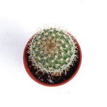 Load image into Gallery viewer, PARODIA LENINGHAUSII (GOLDEN BARREL) berrykinn

