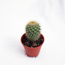 Load image into Gallery viewer, PARODIA LENINGHAUSII (GOLDEN BARREL) berrykinn
