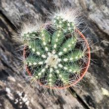 Load image into Gallery viewer, PARODIA MAGNIFICA (BALLOON CACTUS) berrykinn
