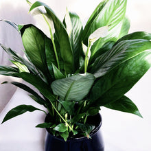Load image into Gallery viewer, PEACE LILY berrykinn

