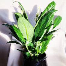 Load image into Gallery viewer, PEACE LILY berrykinn
