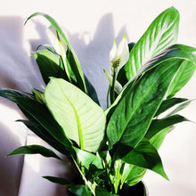 Load image into Gallery viewer, PEACE LILY berrykinn

