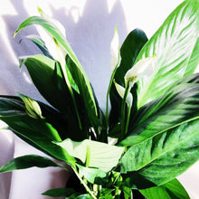 Load image into Gallery viewer, PEACE LILY berrykinn
