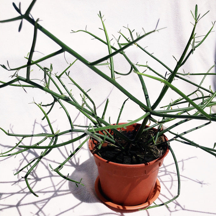 PENCIL CACTUS berrykinn
