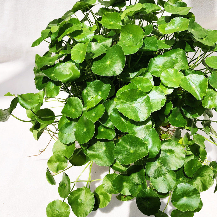 PENNYWORT (PEGAGA) berrykinn