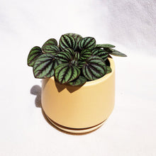 Load image into Gallery viewer, PEPEROMIA ALBOVITTATA berrykinn
