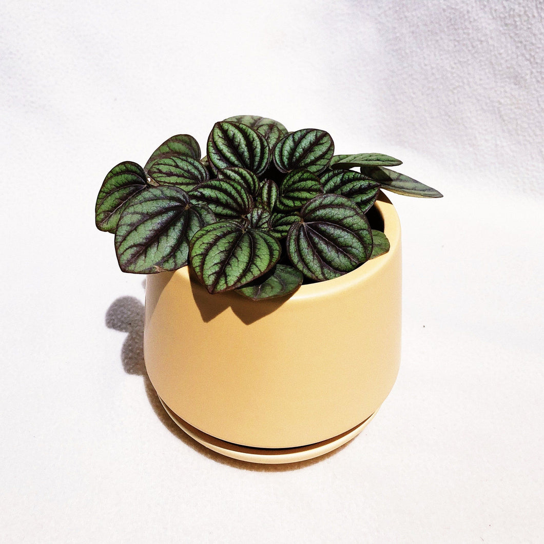 PEPEROMIA ALBOVITTATA berrykinn