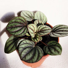 Load image into Gallery viewer, PEPEROMIA ALBOVITTATA berrykinn
