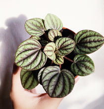 Load image into Gallery viewer, PEPEROMIA ALBOVITTATA berrykinn
