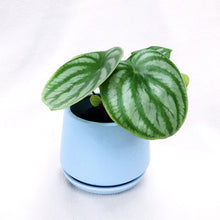 Load image into Gallery viewer, PEPEROMIA ARGYREIA (PEPEROMIA WATERMELON) berrykinn
