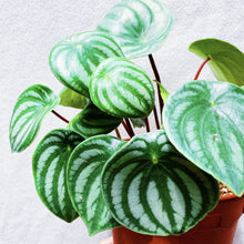 Load image into Gallery viewer, PEPEROMIA ARGYREIA (PEPEROMIA WATERMELON) berrykinn
