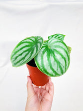 Load image into Gallery viewer, PEPEROMIA ARGYREIA (PEPEROMIA WATERMELON) berrykinn
