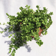 Load image into Gallery viewer, PEPEROMIA DEPPEANA berrykinn
