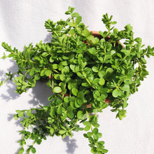 Load image into Gallery viewer, PEPEROMIA DEPPEANA berrykinn
