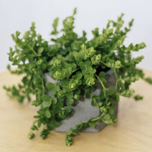 Load image into Gallery viewer, PEPEROMIA DEPPEANA berrykinn
